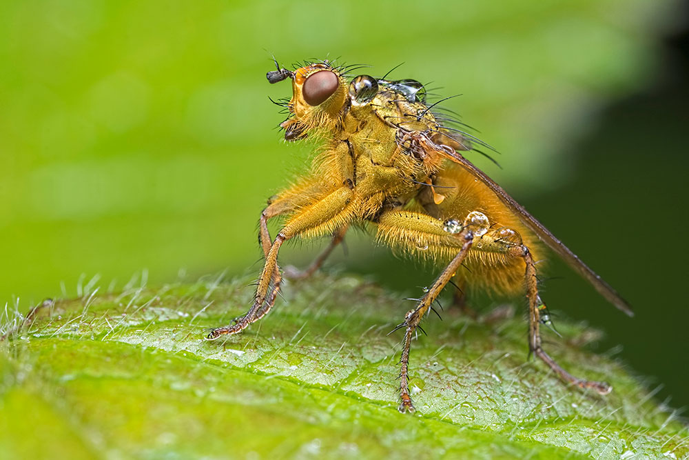 rain-flies-talk-photography