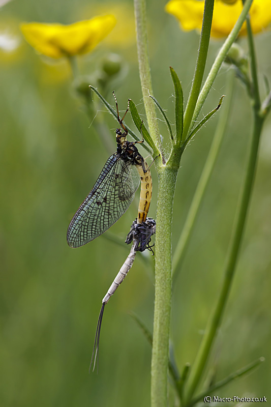 Mayfly - birth and death | Talk Photography