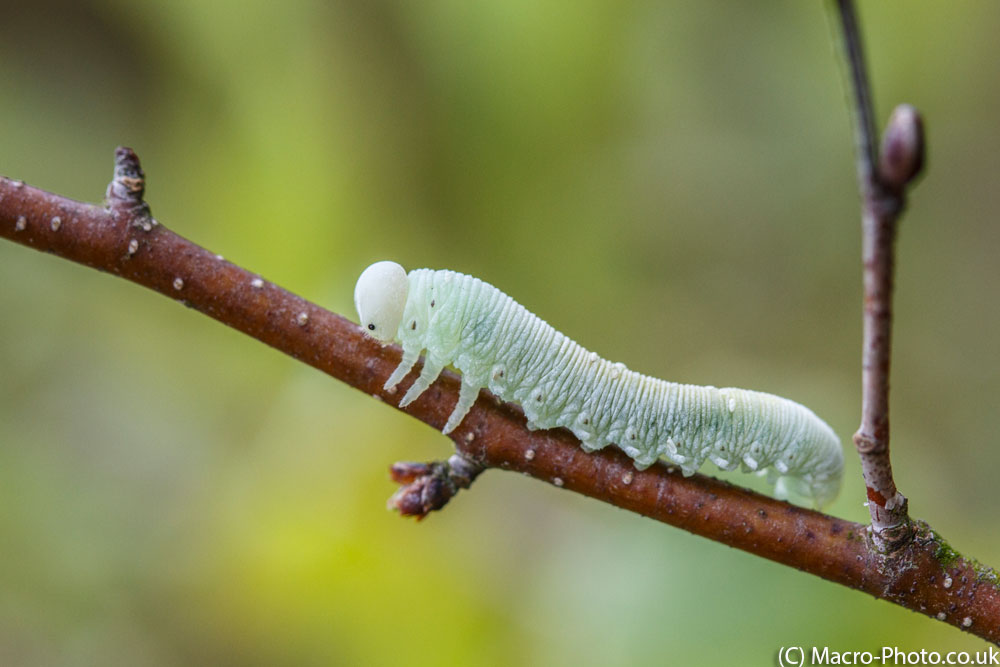 Sawfly Larvae | Talk Photography